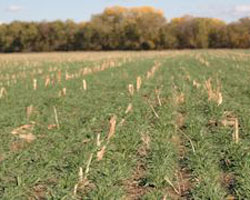 cover crops