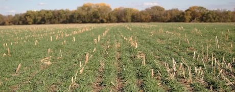 Cover Crops