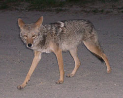 coyote