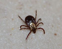 American dog tick