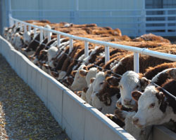 cattle feeding