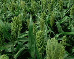 grain sorghum