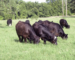 grazing cattle