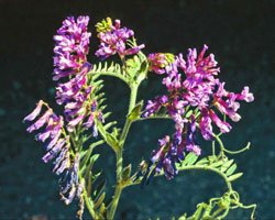 hairy vetch