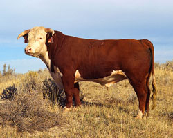 hereford bull