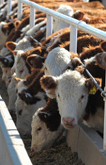 KSUAntibiotics.org launches Herefords feeding