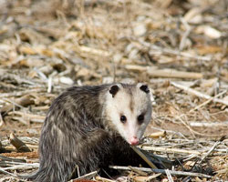 opossum