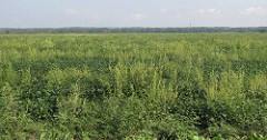 Pigweeds in soybeans