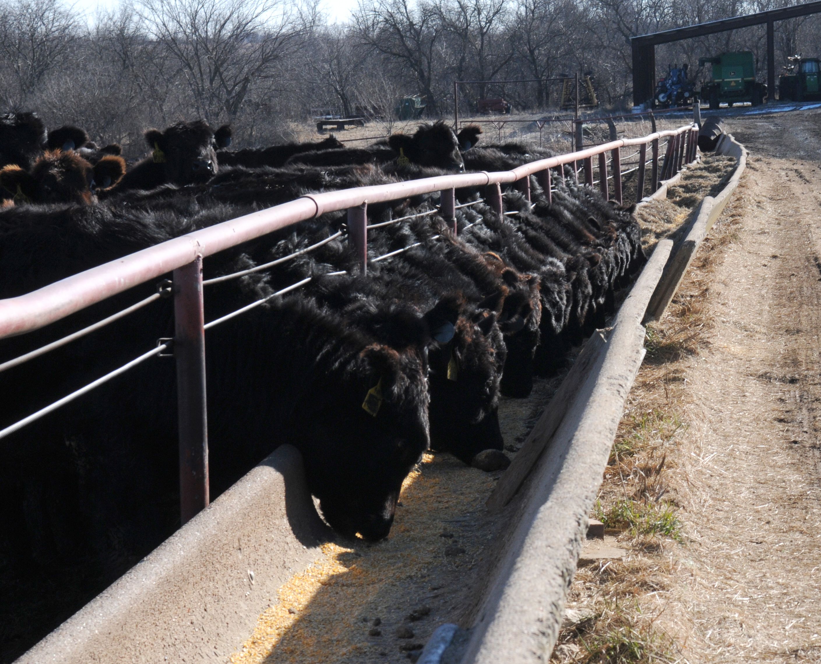 beef cattle beef cattle