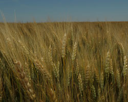 wheat field