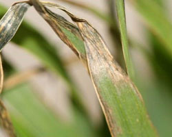 wheat freeze damage wheat freeze damage