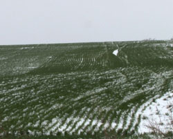 winter wheat