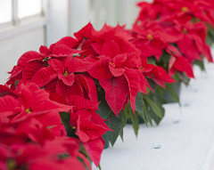 poinsettia
