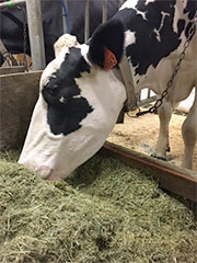 Teff Hay, Dairy Forage Teff Hay for Dairy Forage