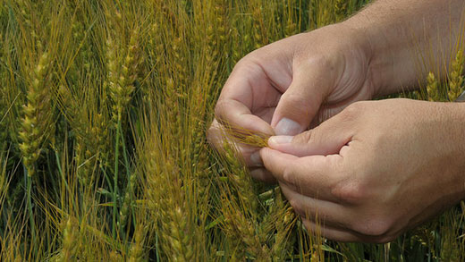 Kansas Wheat Field