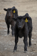 Angus Calves