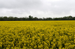 Canola Field Days