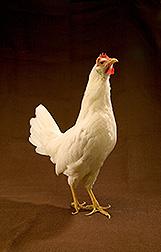 chicken - avian flu story chicken