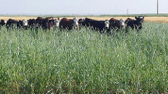 Cover Crops Field Day