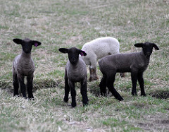 lambs