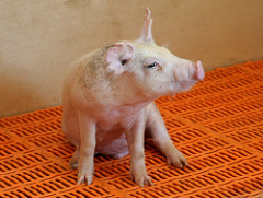 sitting pig