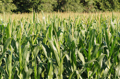 Spring Crops Field Day