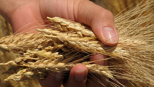 Wheat Grain Wheat Grain