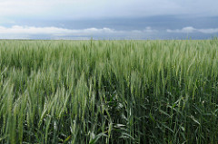 wheat heads