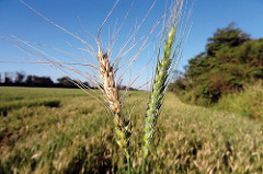 wheat