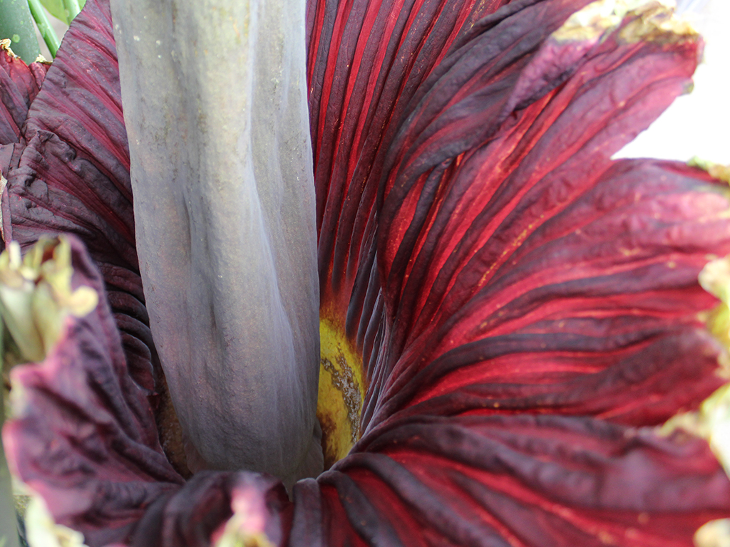 corpse-flower-bloom corpse-flower-bloom