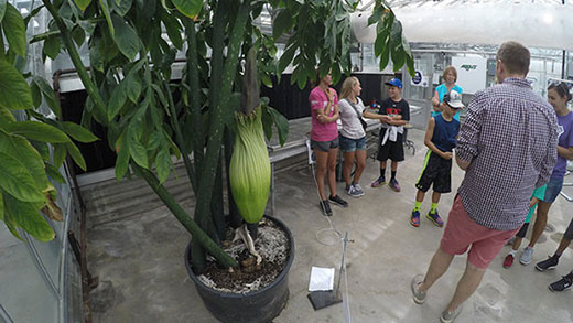 Corpse flower at Kansas State University