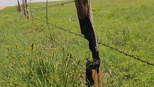 Burnt Fence line