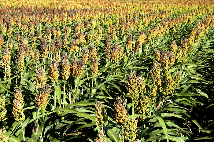 field of sorghum