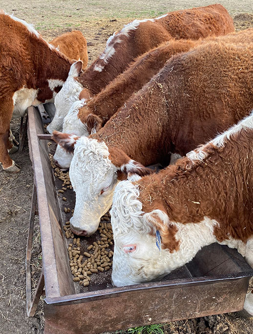 hereford cows feeding on protein cubes hereford cows feeding on protein cubes