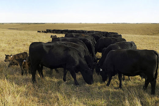 Cattle grazing native grass Cattle grazing native grass
