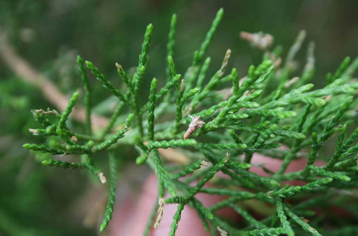 small bagworm on tree