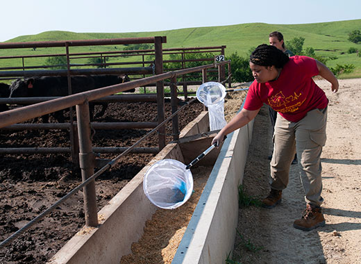 Woman using a net to catch flies inside cattle feed bunk