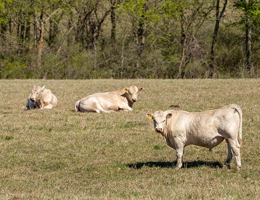 Charolais bulls on pasture