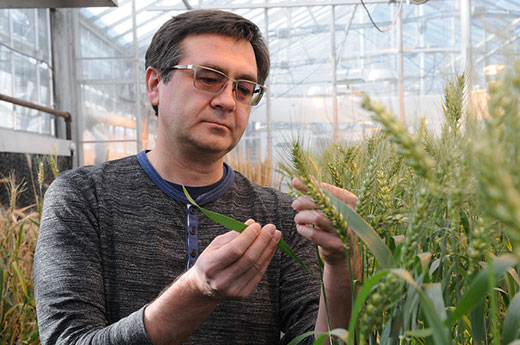 Man looking at wheat stalk in greenhouse Man looking at wheat stalk in greenhouse
