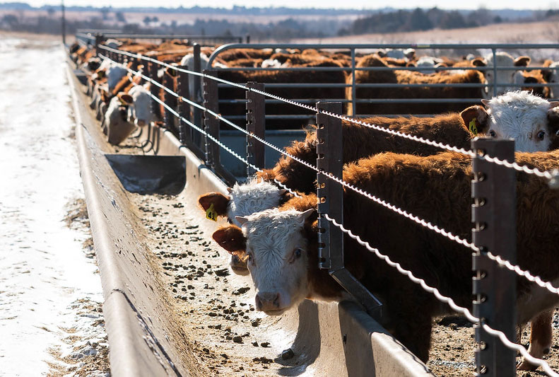 Herefords Bunk Feeding