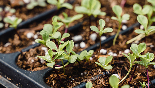 Purple graphic, K-State Research and Extension